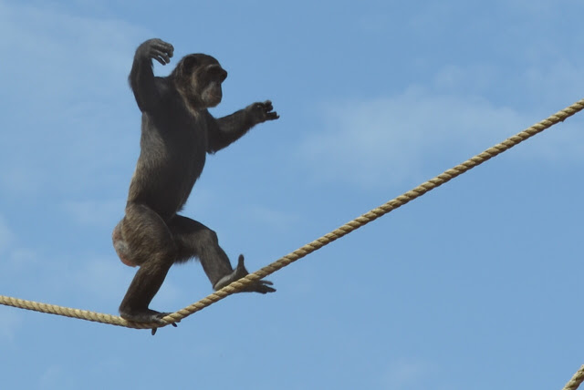 A chimpanzee tightrope walking